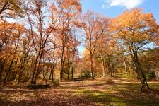 たじま高原植物園（瀞川平）の観光地画像(3)