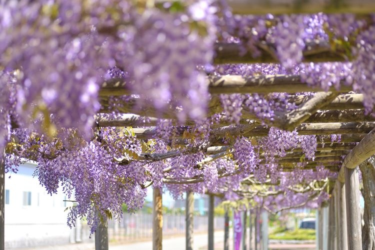 Fujishima no Fuji (Wisteria of Fujishima)