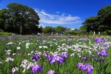 Tourist destination images of Yokosuka Iris Garden(1)