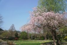 Tourist destination images of Yokosuka Iris Garden(2)