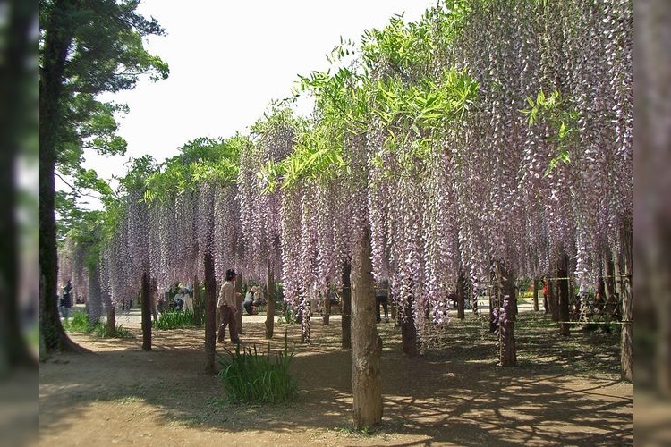 Fuji Garden (Ushijima no Fuji)