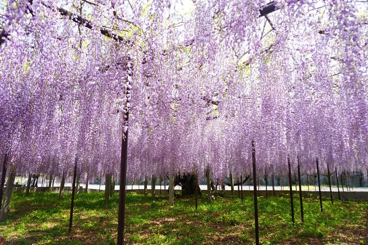 Chozen-ji Temple