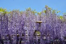 Tourist destination images of Shōhō-ji Temple (Wisteria Temple)(1)