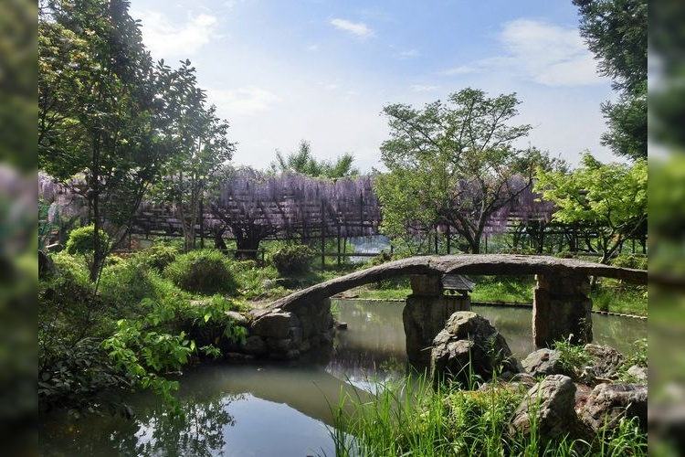 Tourist destination images of Shōhō-ji Temple (Wisteria Temple)(3)