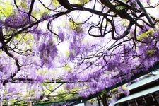 Tourist destination images of Kokuryo Shrine(3)