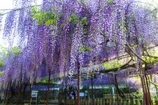 藤山神社的旅游景点图片(1)