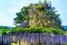 藤山神社的旅游景点图片(2)