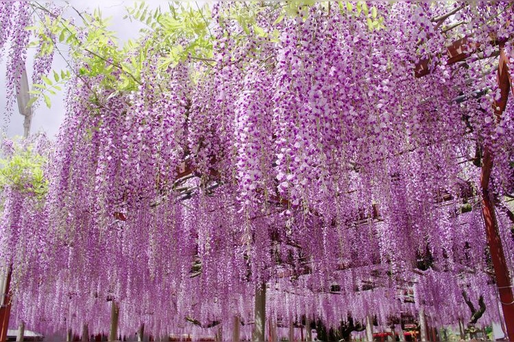 Tourist destination images of Otoshi Jinja Shrine(2)