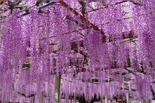 Tourist destination images of Otoshi Jinja Shrine(2)