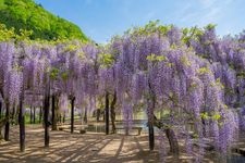 Tourist destination images of Shirai Oomachi Wisteria Park(3)