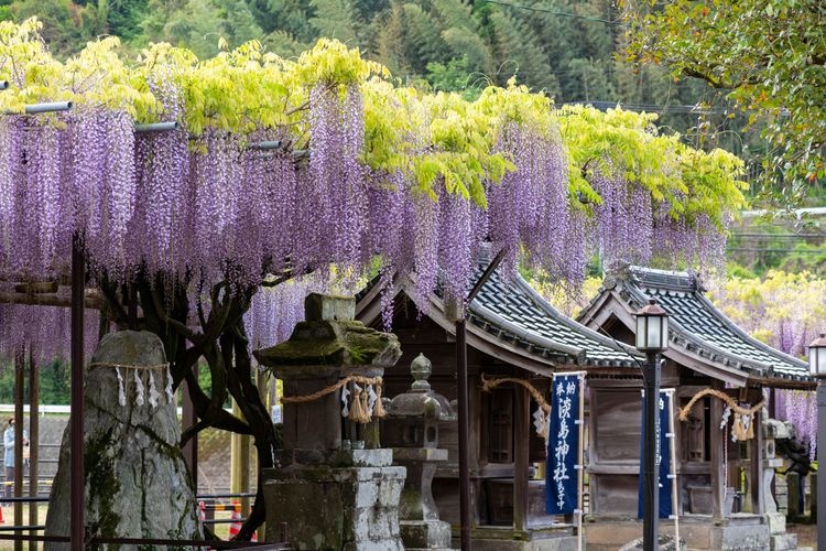 Tourist destination images of The Great Wisteria of Kuroki(2)