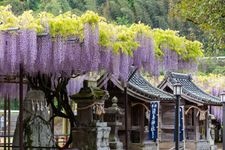 Tourist destination images of The Great Wisteria of Kuroki(2)