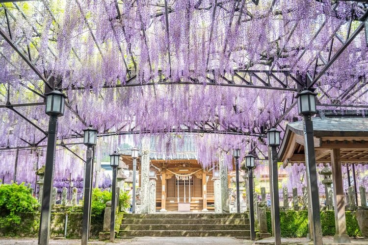Tourist destination images of The Great Wisteria of Kuroki(3)