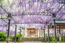 Tourist destination images of The Great Wisteria of Kuroki(3)