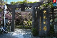 Tourist destination images of The Great Wisteria of Kuroki(1)