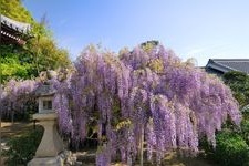 Tourist destination images of Koyasan Shingon-shu Yosan-zan Gokokuin Jizoji Temple (commonly known as Koyan Chizoji Temple)(1)