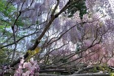 Tourist destination images of Koyasan Shingon-shu Yosan-zan Gokokuin Jizoji Temple (commonly known as Koyan Chizoji Temple)(2)