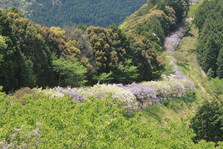 Miyama no Sato Wisteria Trellis Road