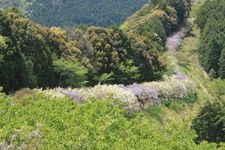 Tourist destination images of Miyama no Sato Wisteria Trellis Road(1)