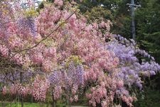 Tourist destination images of Miyama no Sato Wisteria Trellis Road(2)