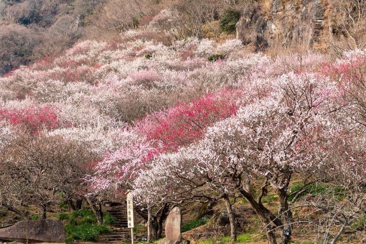 幕山公園(湯河原梅林)