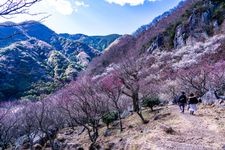 Tourist destination images of Makuzan Park (Yugawara Plum Grove)(2)