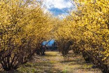 Tourist destination images of Roubai no Sato (Japanese Allspice Village)(1)