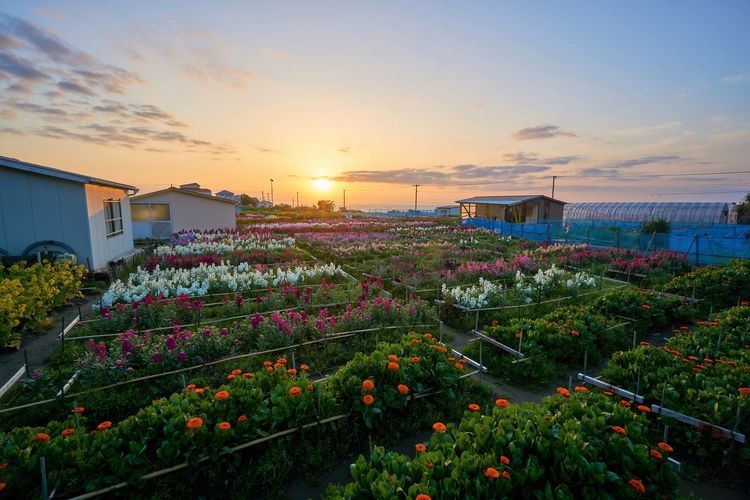 Shiramazu Flower Fields