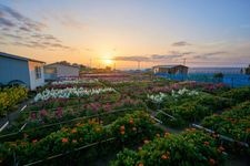 Tourist destination images of Shiramazu Flower Fields(1)