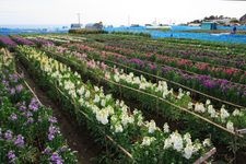 Tourist destination images of Shiramazu Flower Fields(2)