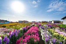 Tourist destination images of Shiramazu Flower Fields(3)