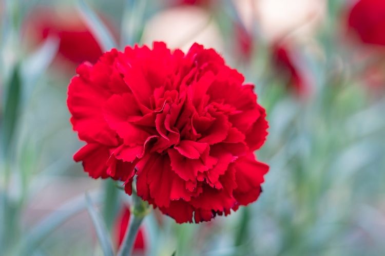 Kawazu Carnation Sample Garden