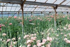 Tourist destination images of Kawazu Carnation Sample Garden(2)