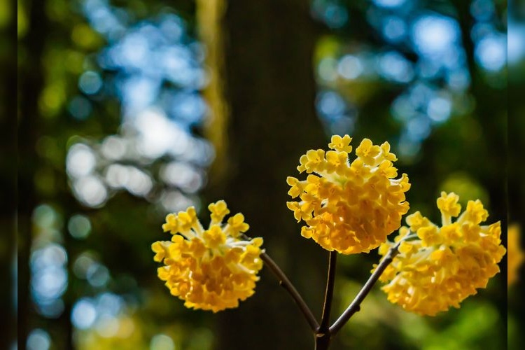 Mitsumata Blossoms of Ishimanahara, Misugi-cho