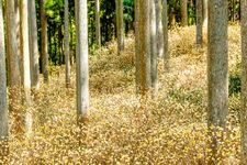 美杉町结香花群生地的旅游景点图片(2)