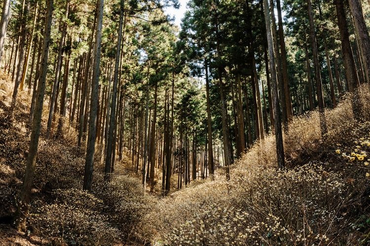 Yakemoriyama Mitsumata Colony