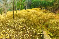 Tourist destination images of Mushi-iya Valley Mitsumata Colony(2)