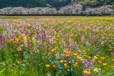 Tourist destination images of Flower Field in Rice Paddies(1)