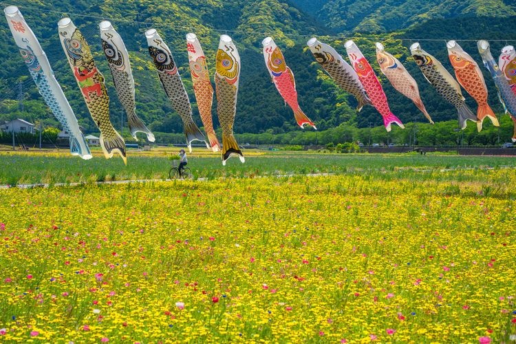 Tourist destination images of Flower Field in Rice Paddies(2)