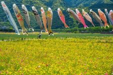 Tourist destination images of Flower Field in Rice Paddies(2)
