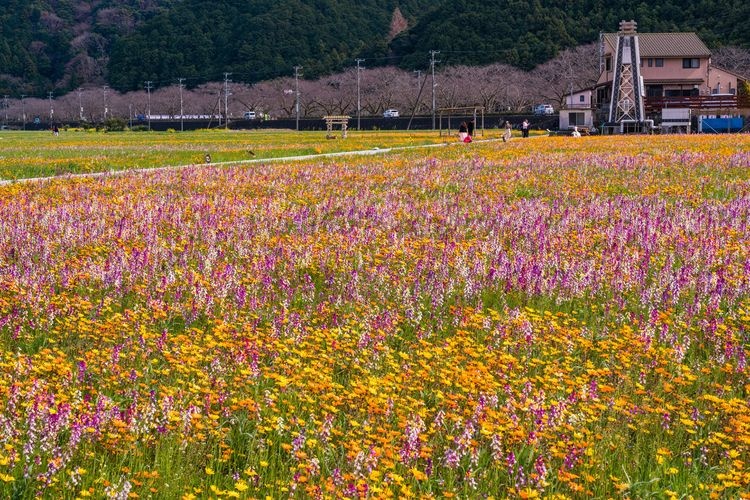 Shiranami no Sato Ajisai Park