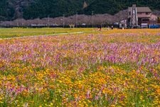 利用稻田打造的花田的觀光地圖片(1)