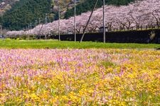 利用稻田打造的花田的觀光地圖片(3)