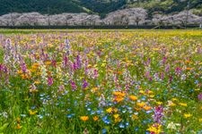 田んぼをつかった花畑的觀光地圖片(1)