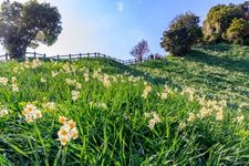 Tourist destination images of Nada Kuroiwa Narcissus Garden(1)