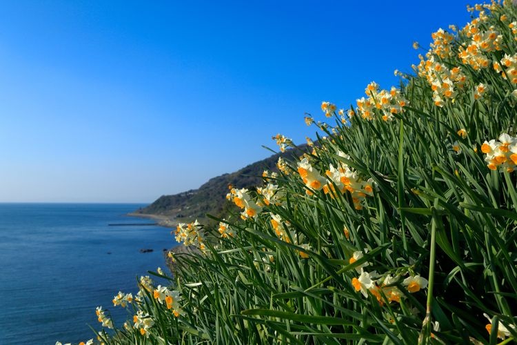 Nada Kuroiwa Narcissus Garden