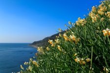 Tourist destination images of Nada Kuroiwa Narcissus Garden(1)