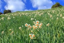 Tourist destination images of Nada Kuroiwa Narcissus Garden(2)