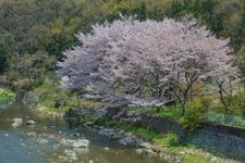 Tourist destination images of Sesshu-kyo Park(1)