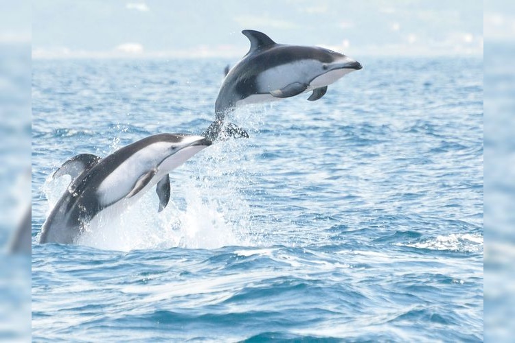 Muroran Dolphin and Whale Watching